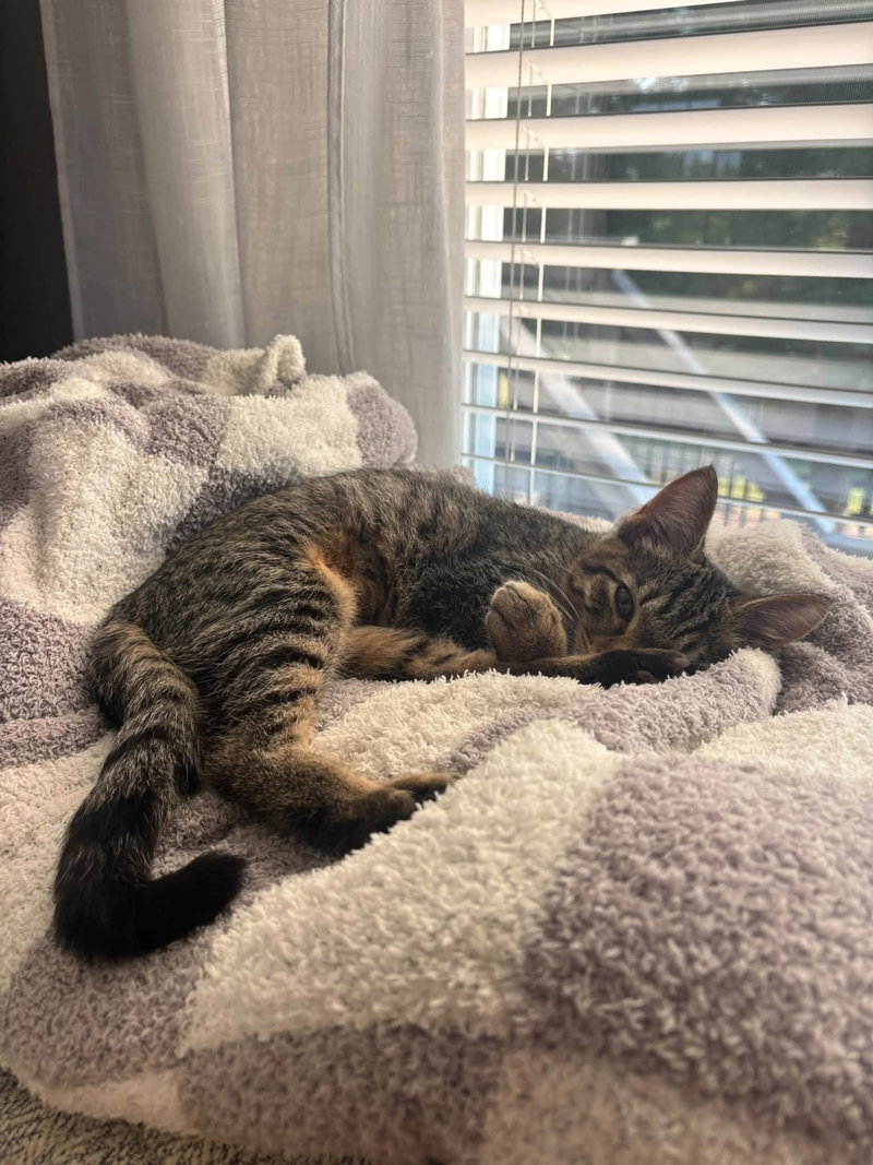 Tabby, photo 3
