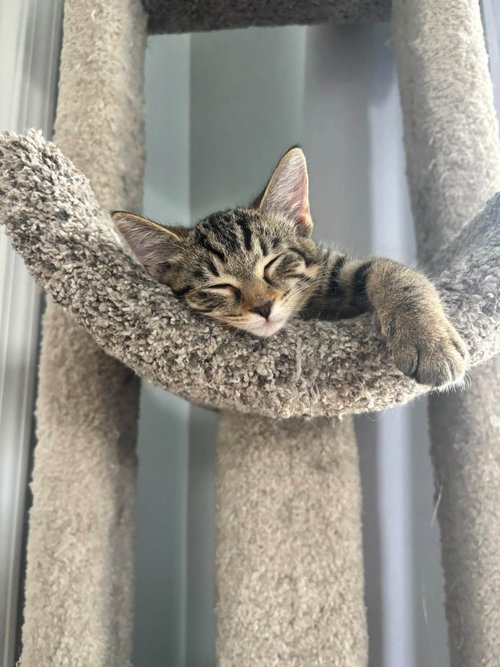 Photo 4 of Tabby