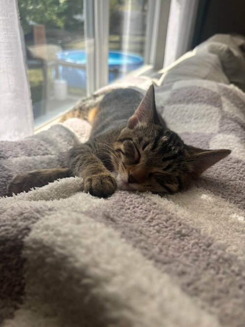 Photo 5 of Tabby