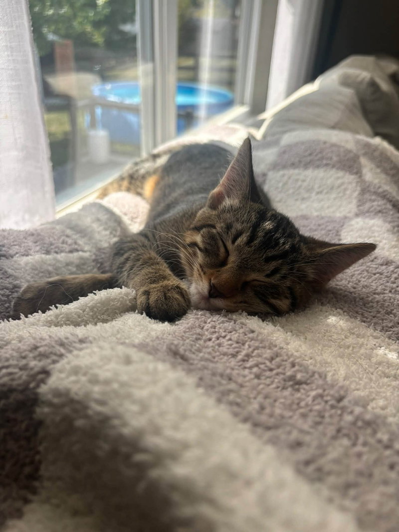 Tabby, photo 5