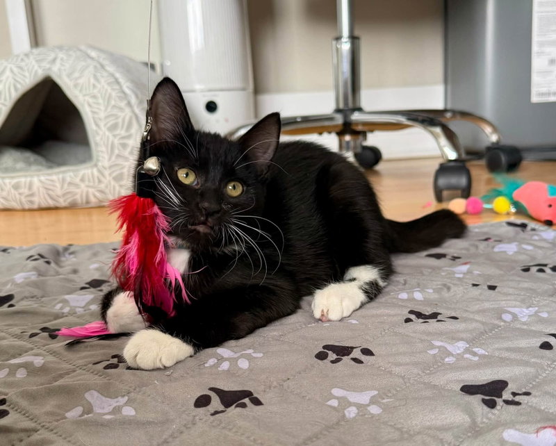 Abby, a female cat up for adoption