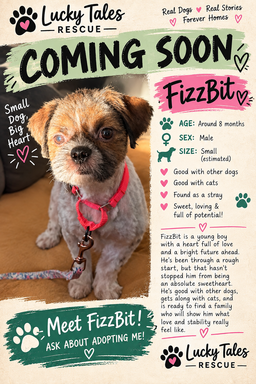 Fizz Bit, Shih Tzu