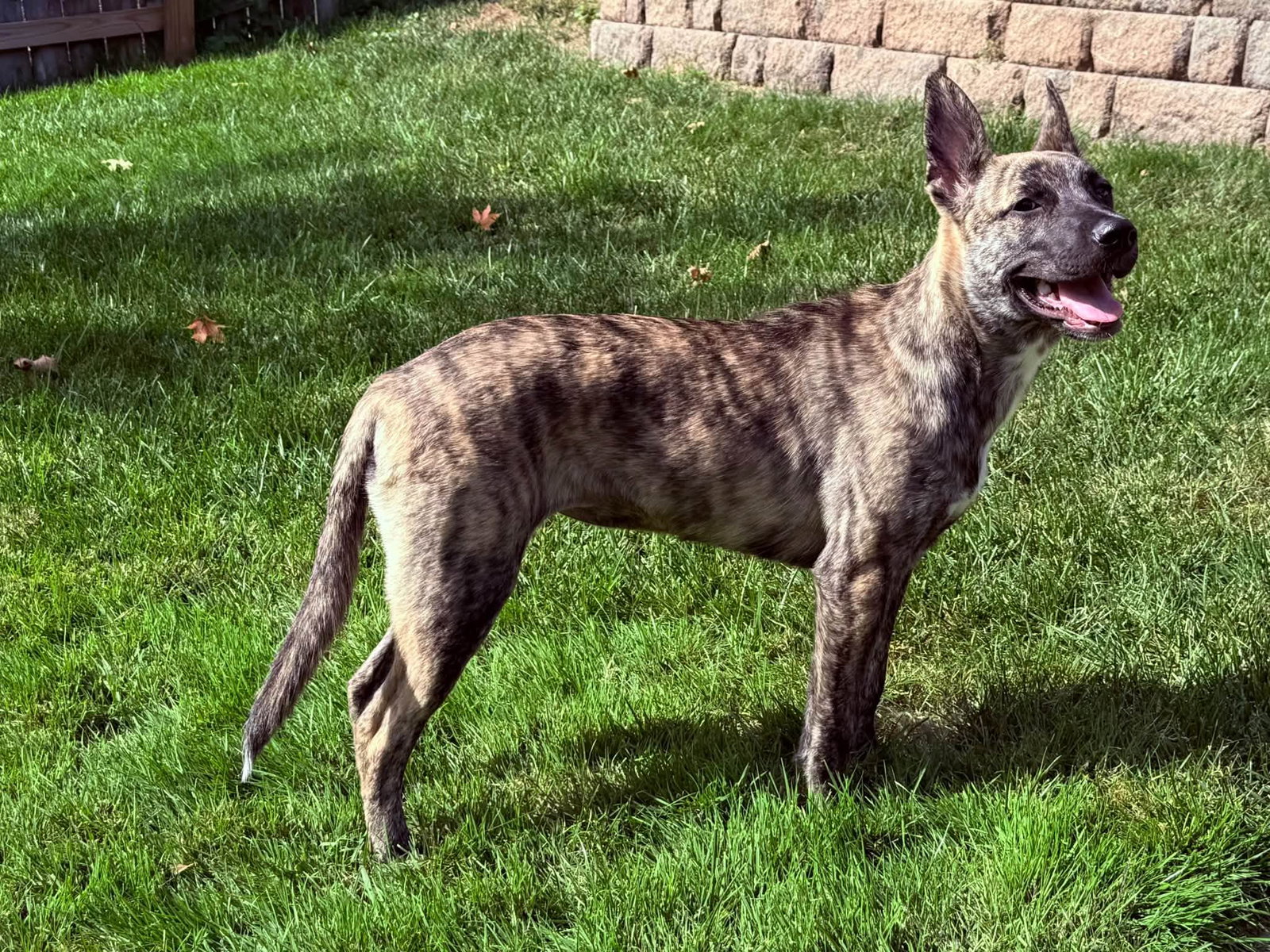 Maple, photo 4