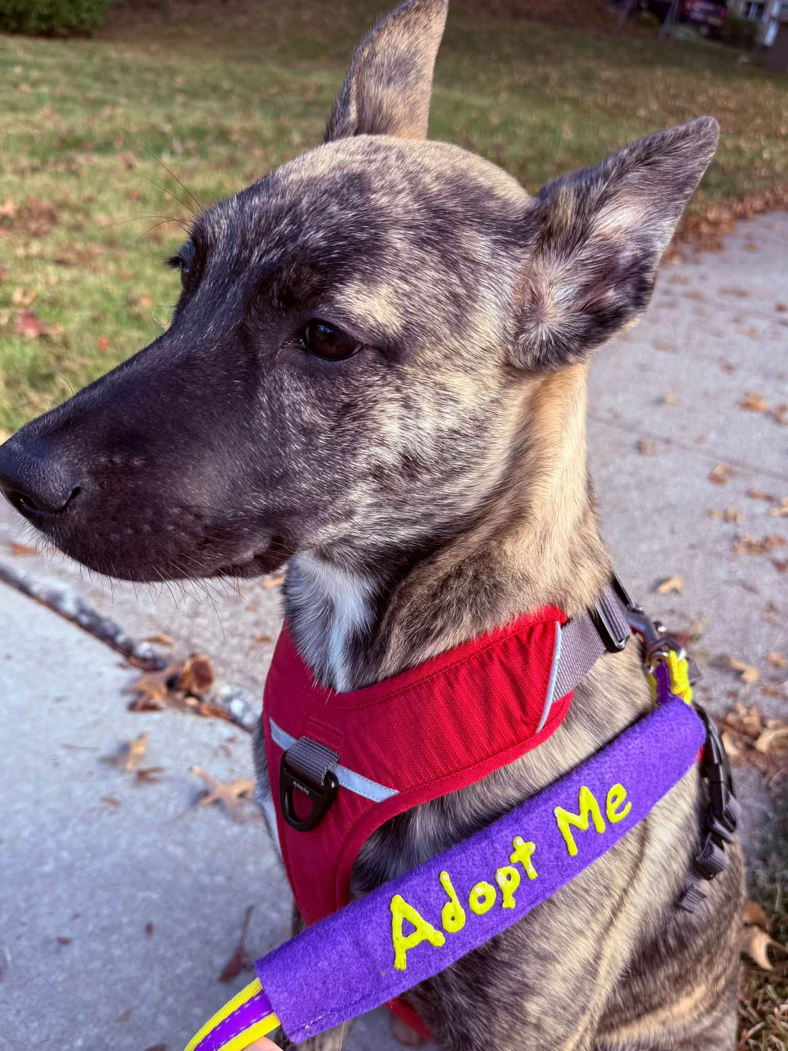 Maple, photo 6