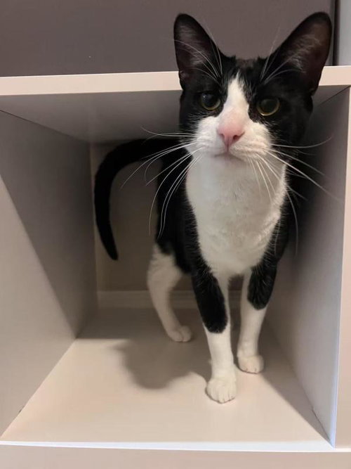 Dollar, an adoptable Domestic Short Hair in Sunnyvale, CA