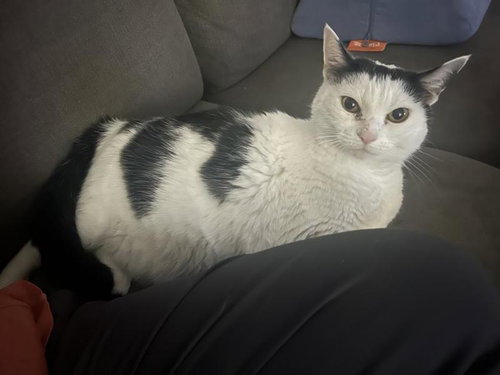 Kyle, an adoptable Turkish Van in Sunnyvale, CA