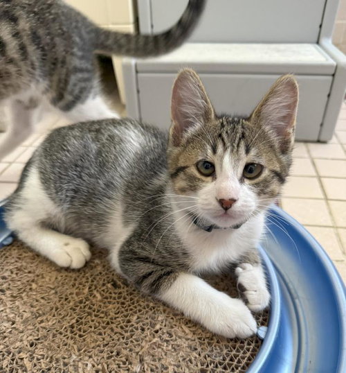 Paul, an adoptable Tabby in Sunnyvale, CA