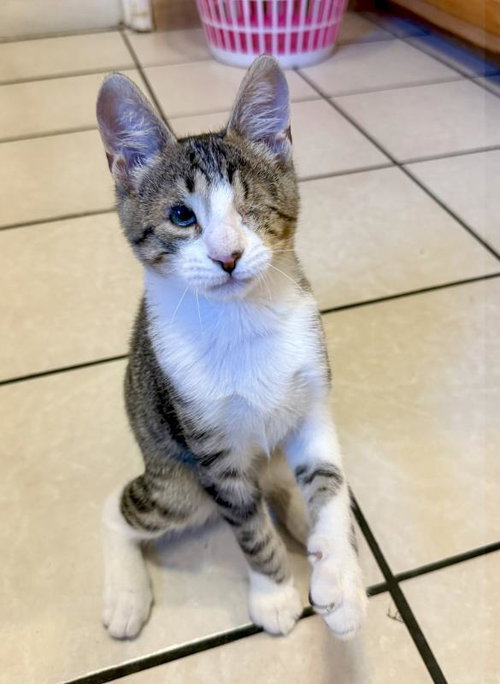 Ringo, an adoptable Tabby in Sunnyvale, CA