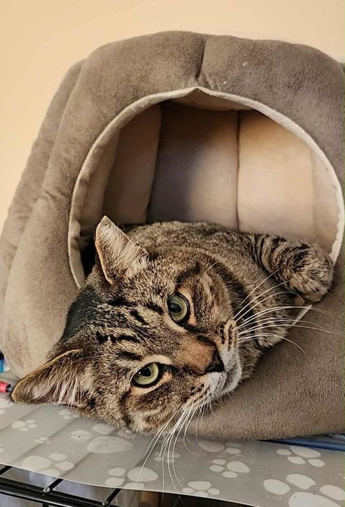 Tigger, an adoptable Tabby in Sunnyvale, CA