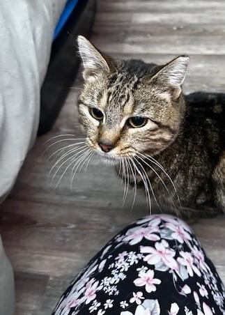 Taco Gato/Cat, an adoptable Tabby in Sunnyvale, CA