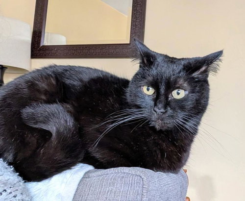 Nori, an adoptable Domestic Short Hair in Sunnyvale, CA