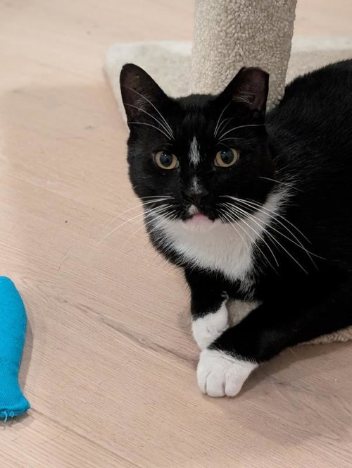 Bobby, an adoptable Tuxedo in Sunnyvale, CA