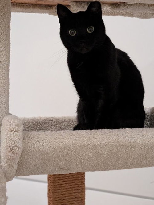 Chloe, an adoptable Domestic Short Hair in Sunnyvale, CA