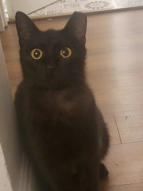 Princess, an adoptable Domestic Short Hair in Sunnyvale, CA