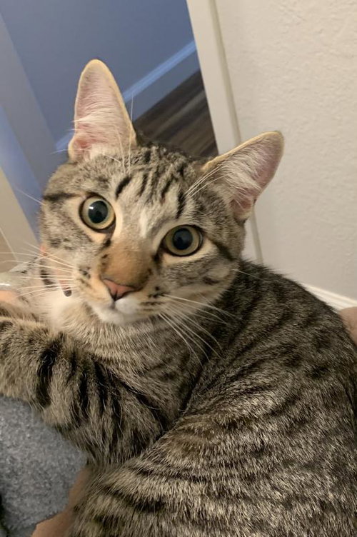 Miso, an adoptable Tabby in Sunnyvale, CA
