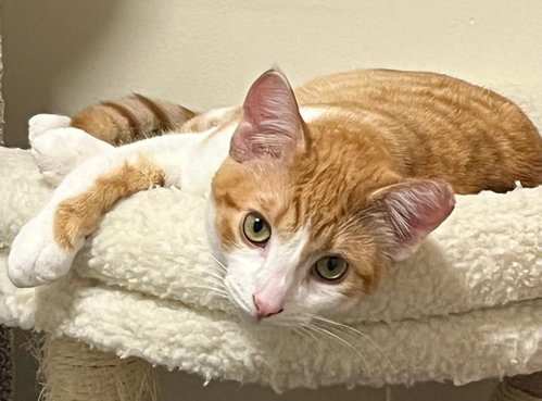 Cutie, an adoptable Domestic Short Hair in Sunnyvale, CA