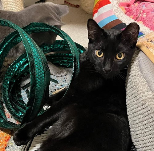 Luke, an adoptable Domestic Short Hair in Sunnyvale, CA