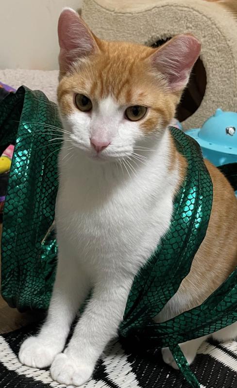 Obi, an adoptable Domestic Short Hair in Sunnyvale, CA