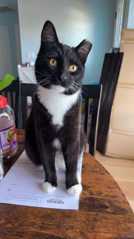 Noodle, an adoptable Domestic Short Hair in Sunnyvale, CA
