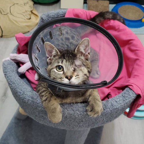 Bobo, an adoptable Domestic Short Hair in Sunnyvale, CA