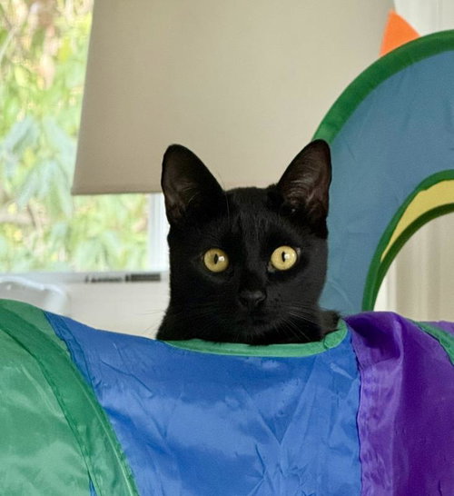 Minnie, Young Domestic Short Hair, cat for adoption in Oakley, California