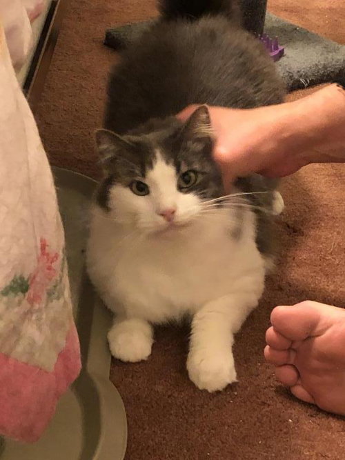 Teddy, an adoptable Domestic Long Hair in Sunnyvale, CA