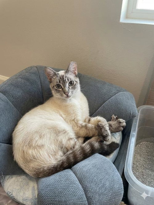Maya, an adoptable Siamese in Sunnyvale, CA