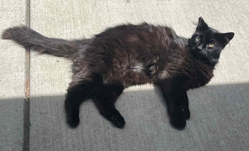 Midnight, an adoptable Domestic Medium Hair in Sunnyvale, CA