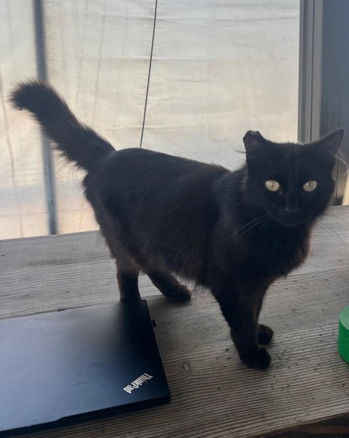 Nightshade, an adoptable Domestic Medium Hair in Sunnyvale, CA