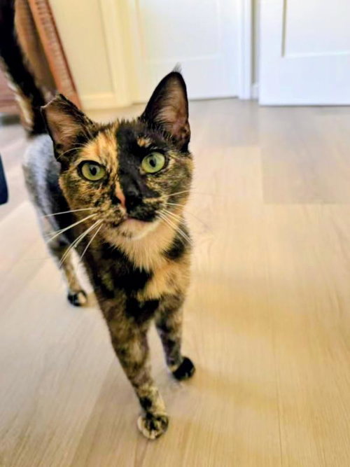 Twix, an adoptable Domestic Short Hair in Sunnyvale, CA