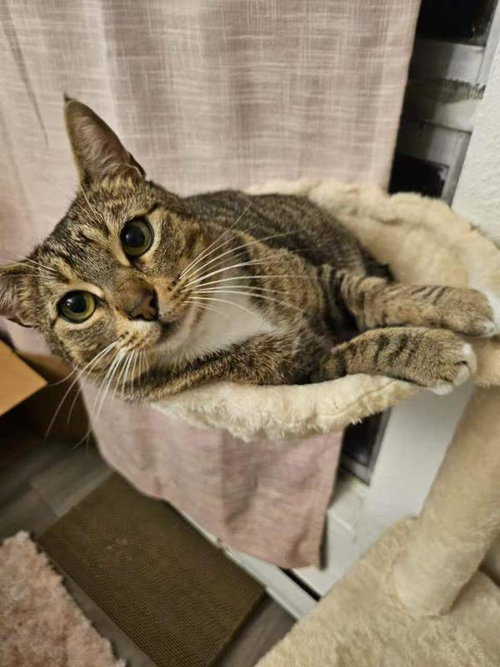 Lily, an adoptable Tabby in Sunnyvale, CA