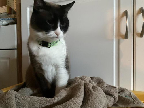 Ginger aka Chencha, an adoptable Tuxedo in Sunnyvale, CA