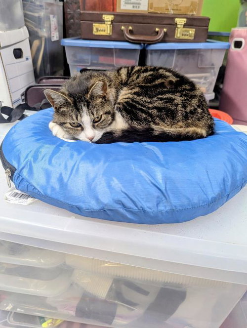 Keeker, an adoptable Tabby in Sunnyvale, CA
