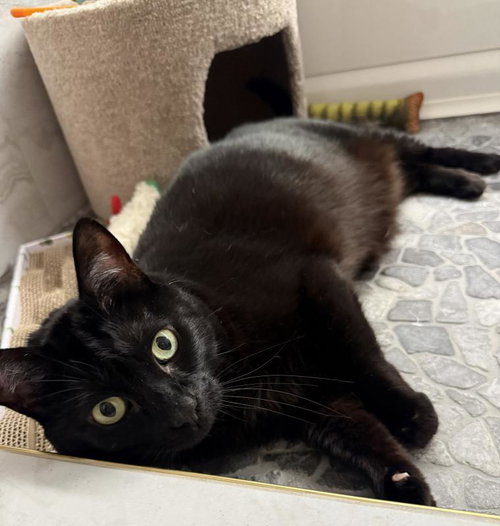 Smoov, an adoptable Domestic Short Hair in Sunnyvale, CA
