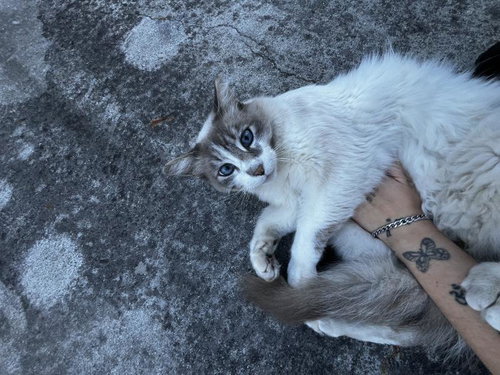 Banjo photo 2