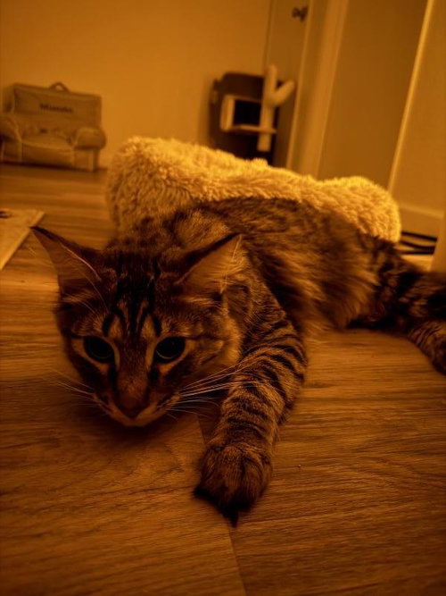 Photo 2 of Oliver (Billie)