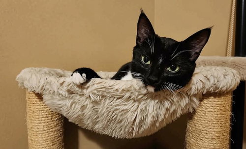 Photo 4 of Tuxie