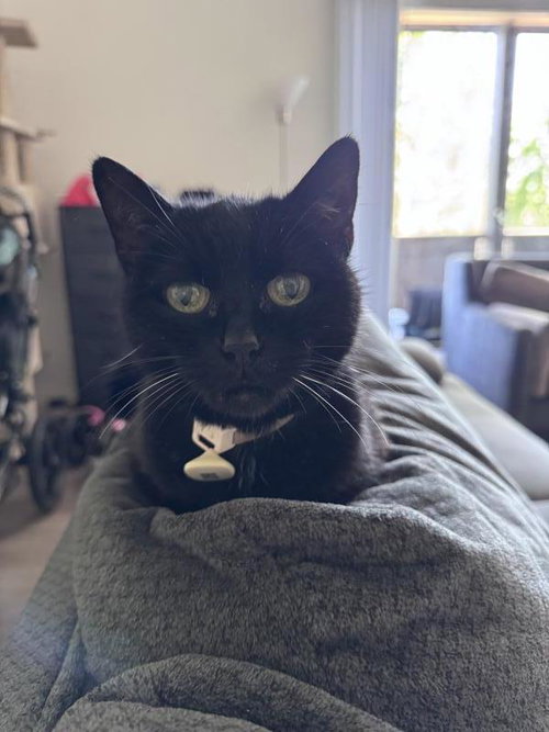 Curie, a cat for adoption from Peninsula CatWorks