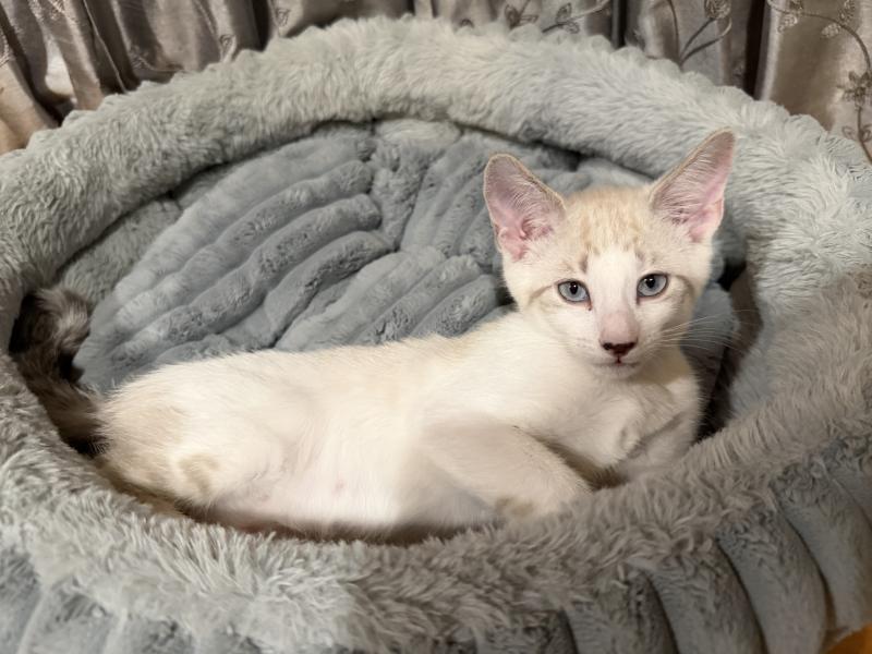 Chimmy, Siamese