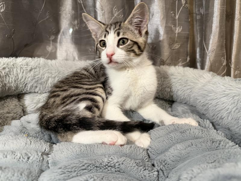 Molley, Domestic Short Hair