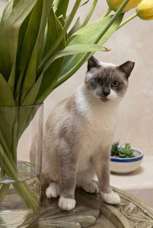 Sami, a cat for adoption from Peninsula CatWorks