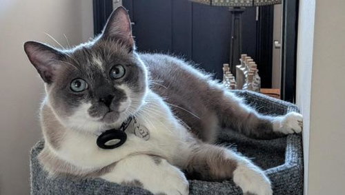 Mack, a cat for adoption from Peninsula CatWorks