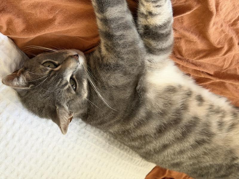 Drew, Domestic Short Hair