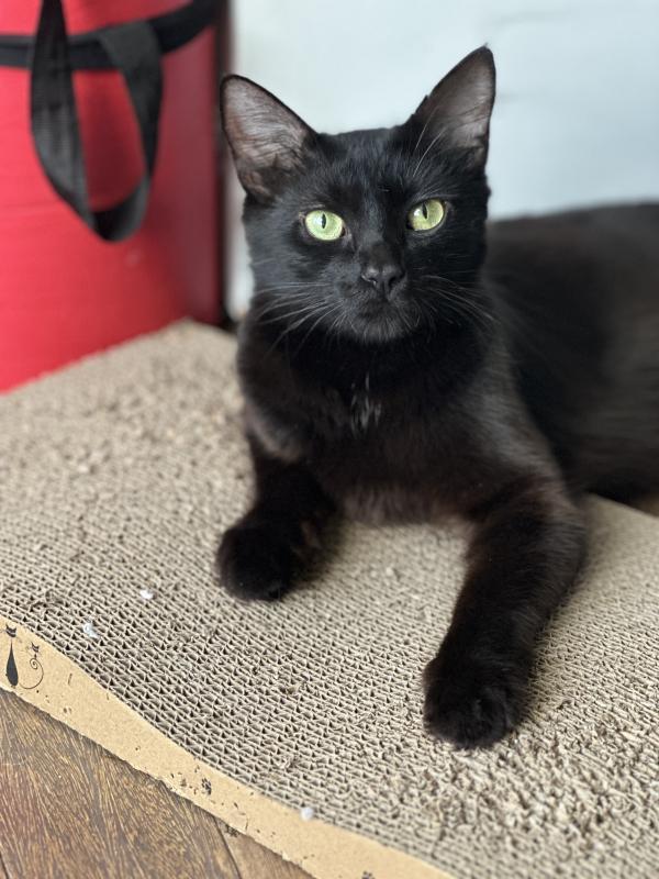 Ebony, Domestic Medium Hair