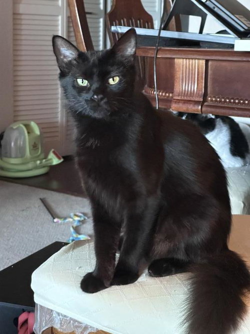 Photo 2 of Ebony