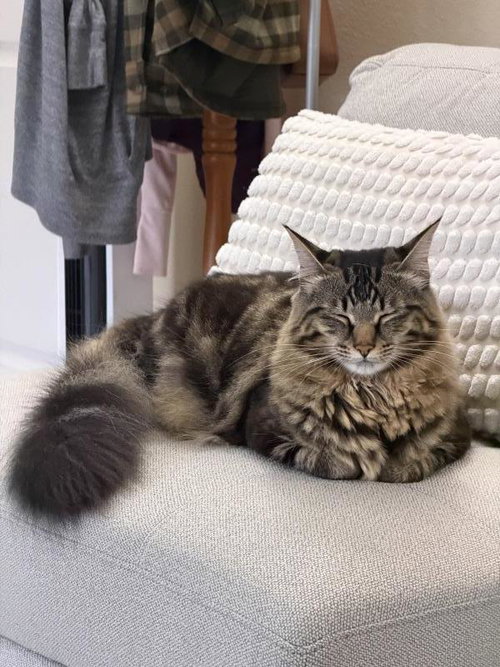 Spooky, a cat for adoption from Peninsula CatWorks