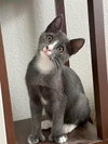 Grey — Sunnyvale, CA Adoption