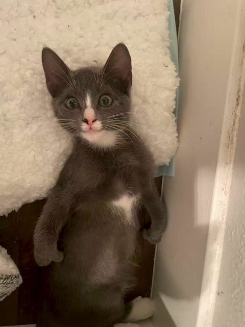 Photo 2 of Grey