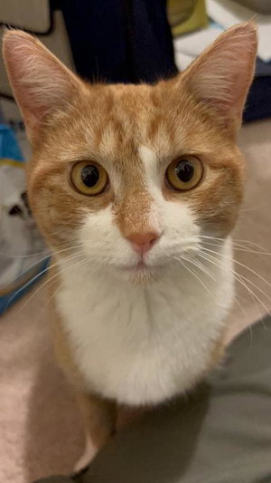 Orange Juice, a young male cat up for adoption