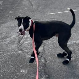 Bocephus photo 3